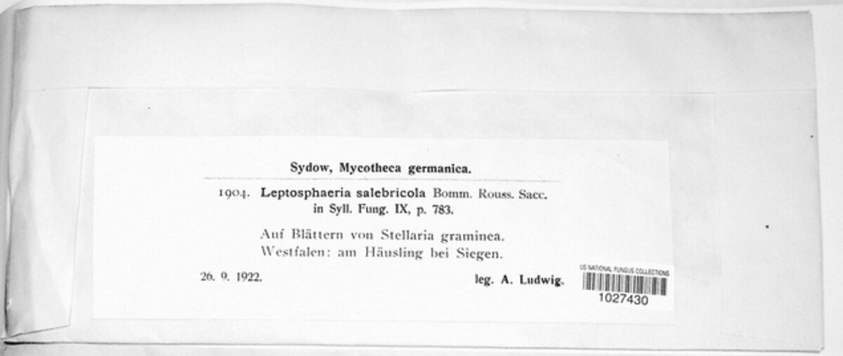 Phaeosphaeria salebricola image
